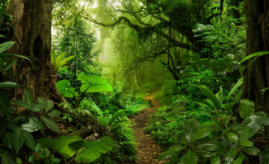 Los bosques, los grandes ausentes de la agenda de desarrollo sostenible de la ONU